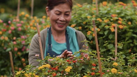 gardener touching flowers