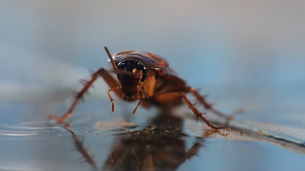 cucarachas en el suelo