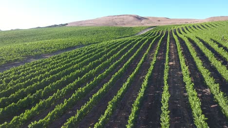 hermosa antena de viñedos montañosos en la región vitivinícola de california denominación santa rita 12