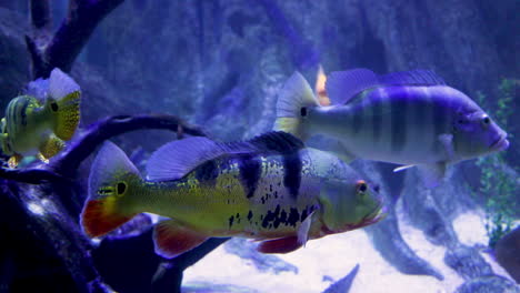 Peacock-bass-is-a-genus-of-large-cichlids,-diurnal-and-predatory-freshwater-fish-native-to-the-Amazon-and-Orinoco-basins