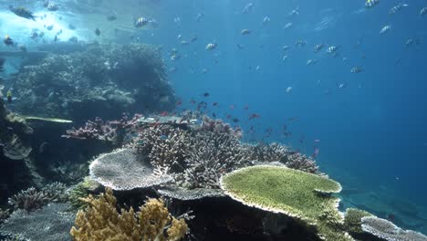 Coral-reef-journey-with-breaking-waves-and-abundant-fish-life