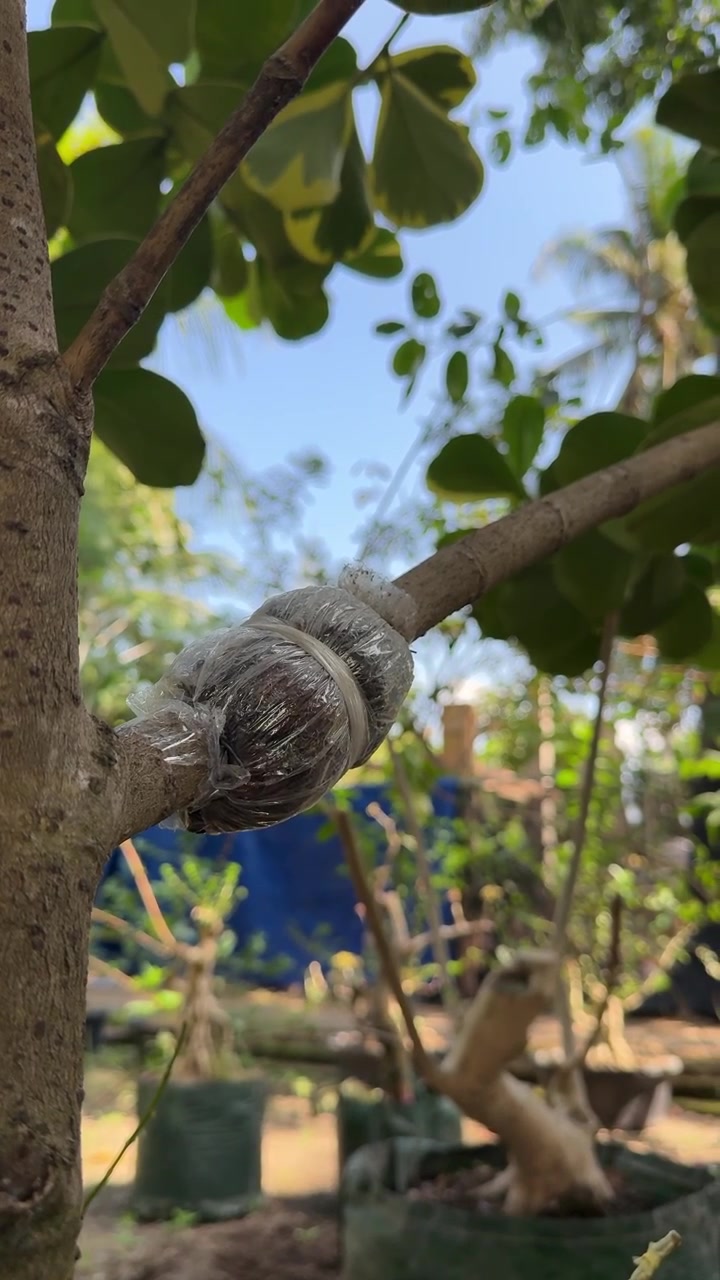 Air Layering Technique on a Tree Branch for Plant Propagation