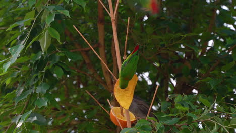 hermoso loro colgante de corona azul comiendo fruta del árbol