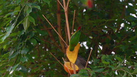 beautiful b´blue-crowned hanging parrot  eating fruit from tree