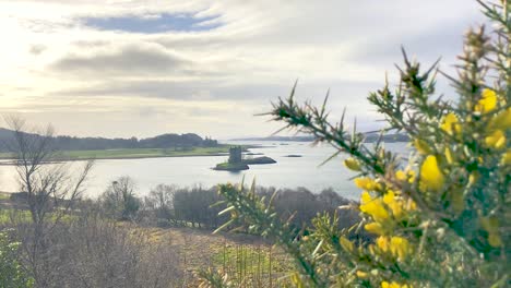 Stalker-Castle-with-gorse-bush-foreground