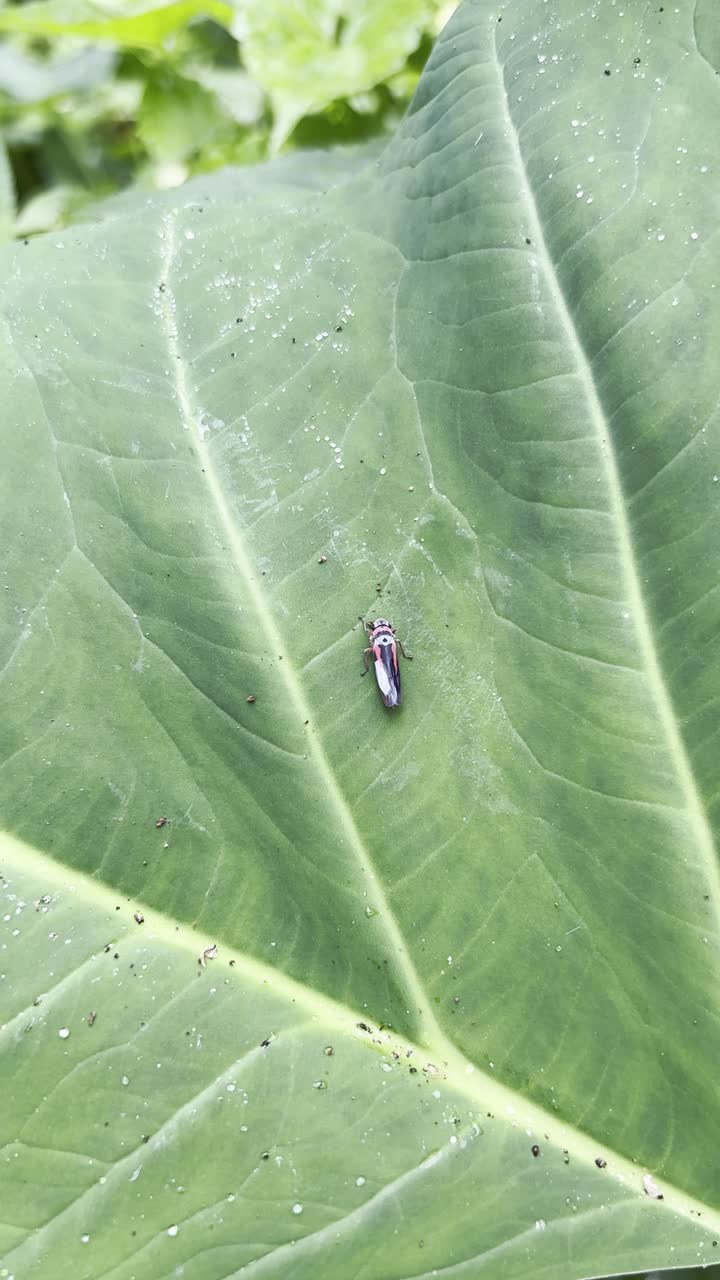 Primo piano di un piccolo insetto posato su una foglia verde