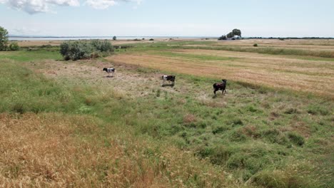 cows and cattle herd swing tail and buck around while grazing in field