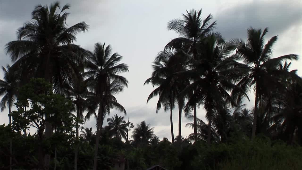 palmeras en silueta. nigeria, áfrica