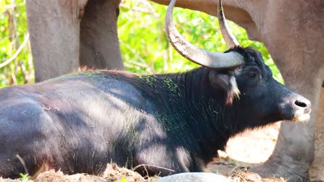 buffalo and elephant coexist in natural habitat