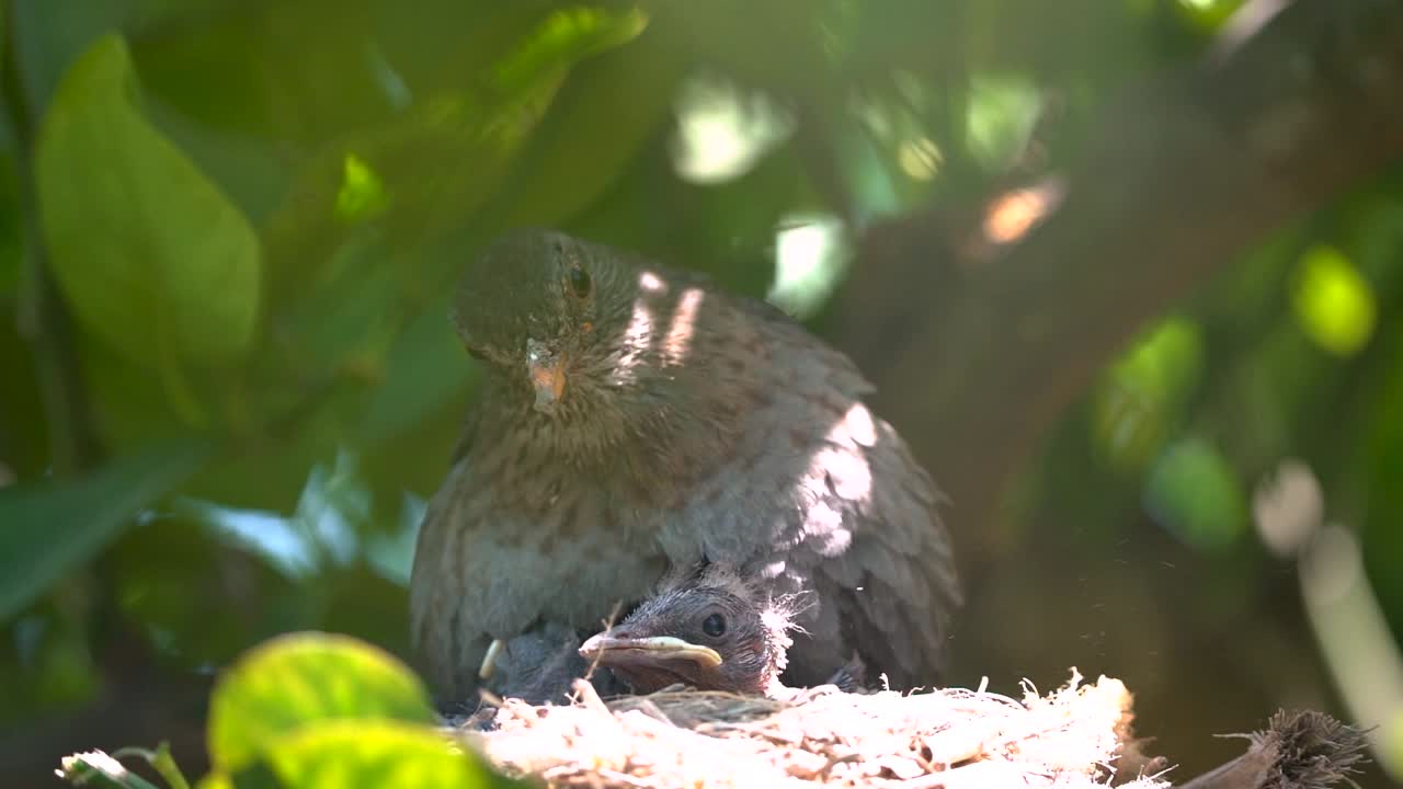 새끼 새 들 을 먹이는 둥지 에 있는 검은 새
