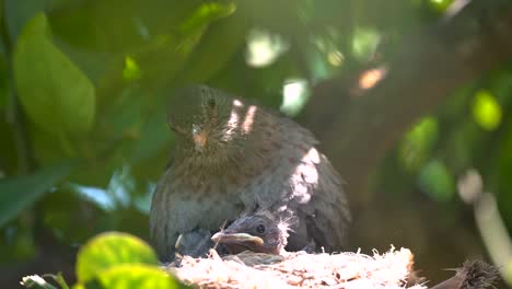 pájaro negro en un nido alimentando pájaros bebés