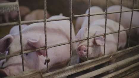 pigs in a farm pen