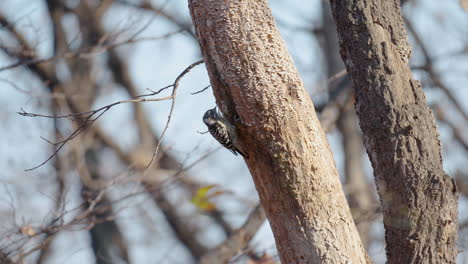 un par de pájaros carpinteros pigmeos hambrientos suben al tronco de un árbol podrido en busca de insectos en el bosque otoñal de seúl, corea del sur bajo la cálida luz del sol