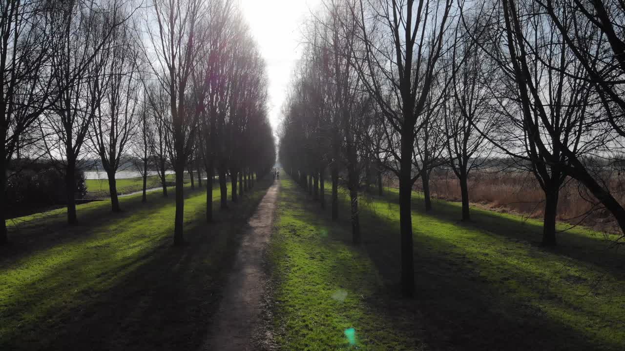 camino entre árboles desnudos con luz solar brillante en el parque sandelingen, hendrik-ido-ambacht, países bajos