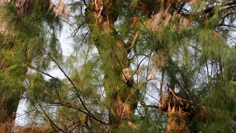 Kleine-Eule-Sitzt-Im-Baum,-Bürstet-Ihre-Federn-Und-Ihren-Schnabel-Mit-Krallen