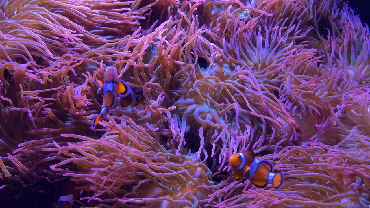 Splendida variante di pesce pagliaccio ocellaris che nuota attorno a un enorme letto di anemoni di mare rosa