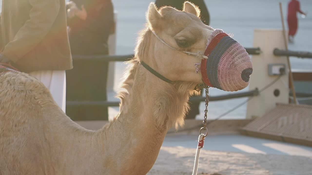 Camel at an Event
