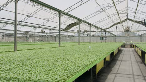 large industrial nursery with organic vegetable plants growing inside a greenhouse