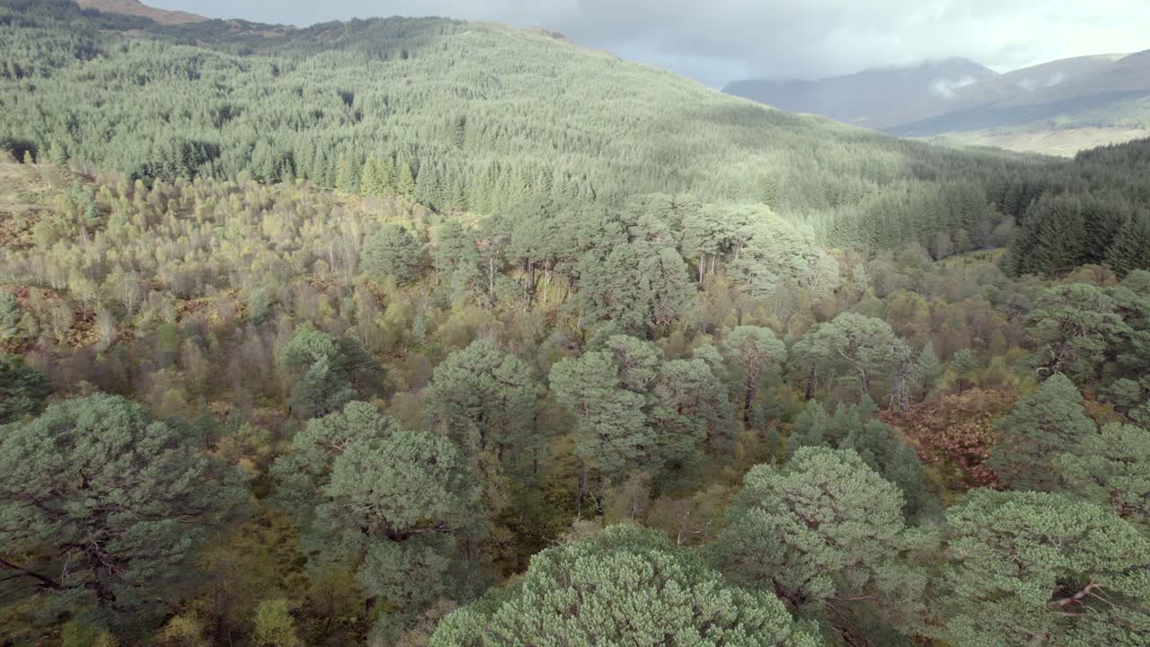 imágenes de drones que se elevan a través del dosel de un antiguo pino silvestre en otoño antes de inclinarse para revelar un fragmento aislado del bosque caledonio