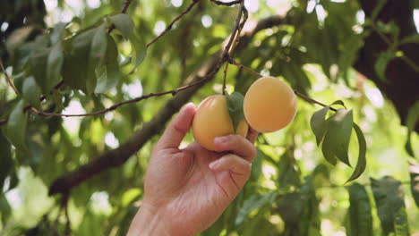 hand reaching up and examening a pair of peaches