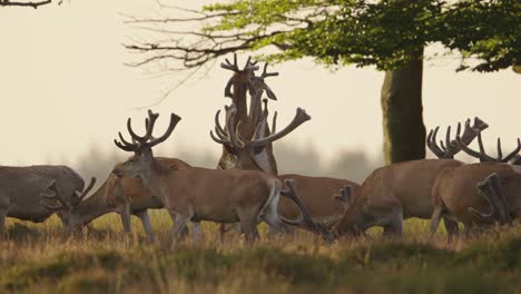 Two-red-deer-stags-rear-up-on-hind-legs-as-they-fight-for-dominance,-rutting