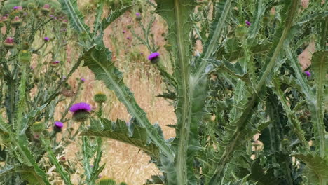 sphinx hummingbird moth visits flowers on huge milk thistle plant