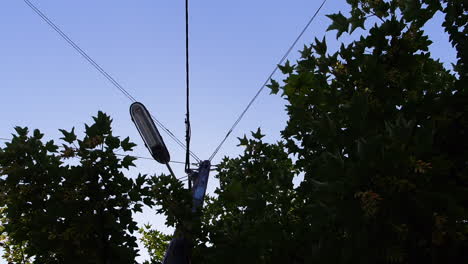 un cielo azul y un árbol verde