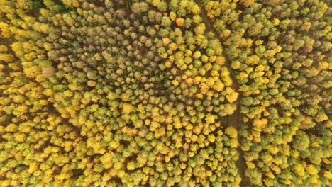 birds eye view of forest with autumn colours