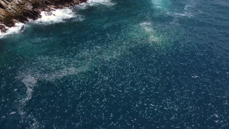 circular drone flight over a concentration of many "cannonball" jellyfish near a beach