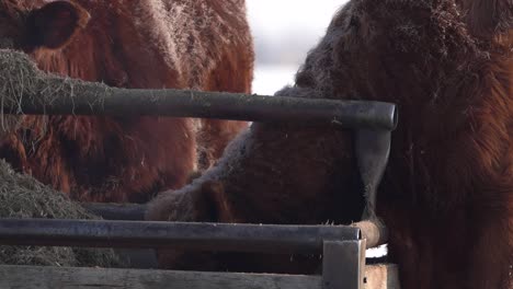 close view of a red angus cow with its head down eating hay during a cold winter