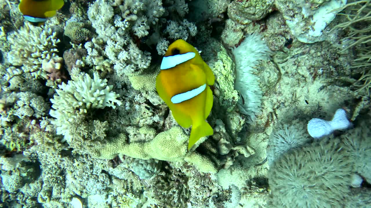 Yellow clownfish swims past underwater plant and a coral reef. Bright tropical fish, the underwater world through the eyes of a diver, fauna of the Red Sea, Indo-Pacific