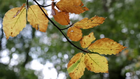 all the shades of autumn show through as leaves change colour in woodland in worcestershire, uk and blow in the seasonal wind.