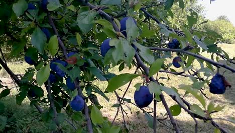 Ciruelas-Enfermas-Colgando-Entre-Las-Sanas-En-Una-Rama-Moviéndose-Suavemente-Con-La-Brisa