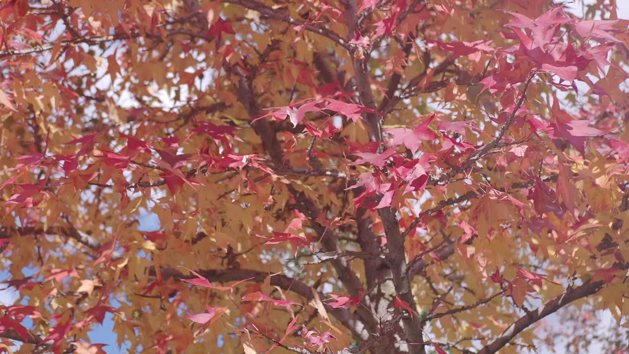 Autumn Leaves on a Maple Tree
