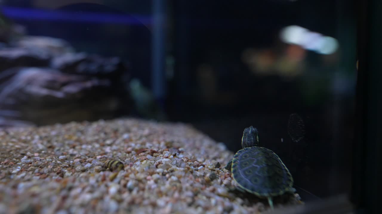 Small Turtle in an Aquarium