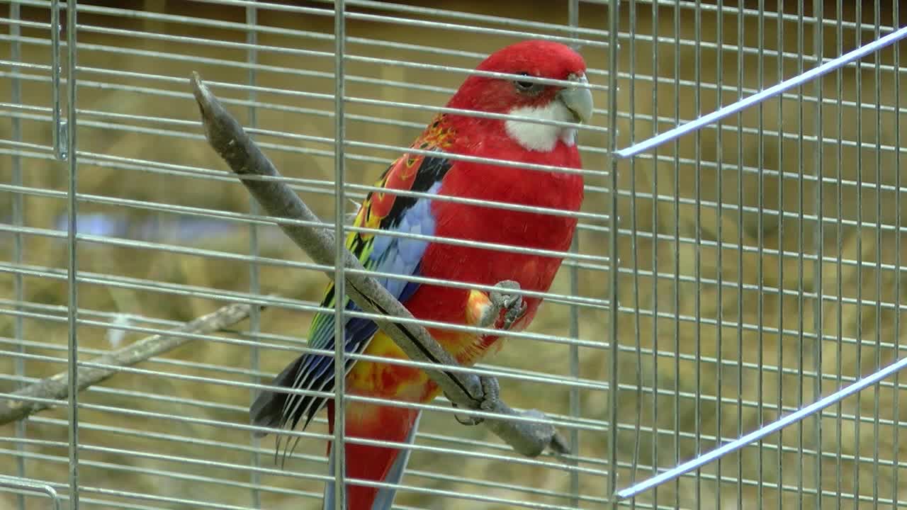 Little Red Parrot, An eastern rosella