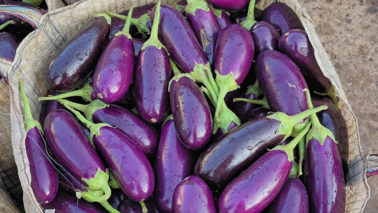 Camera circles around a sack filled with fresh purple brinjals, their smooth glossy skins shining with moisture as green stems create contrast against the earthy background