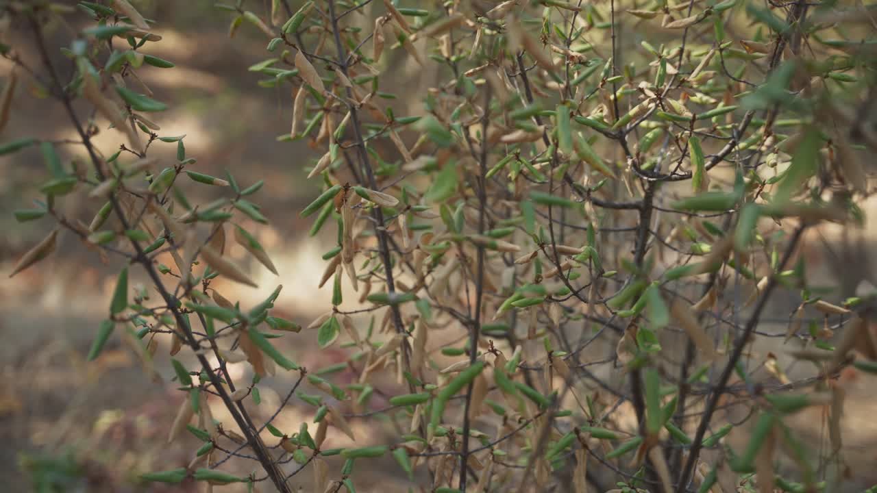 arbusto del suelo del bosque en la luz solar dispersa