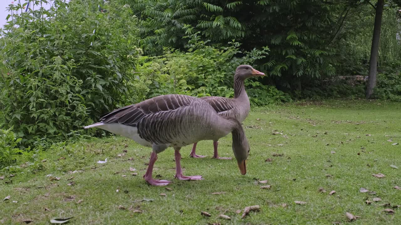 Primo piano da angolazione bassa di due oche selvatiche che pascolano sull'erba verde presso il lago Aussenalster ad Amburgo, Germania, davanti a cespugli frondosi.