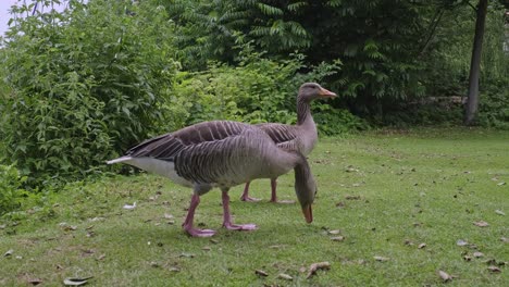 close up shot low angle on two wild geese grazing on green grass at the outer alster lake in hamburg, germany in front of leafy bushes