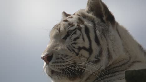 Toma-De-Retrato-Del-Majestuoso-Tigre-Blanco-Observando-El-área-De-Vida-Silvestre-En-El-Territorio-Contra-Las-Nubes-En-El-Cielo---Imágenes-De-Cerca