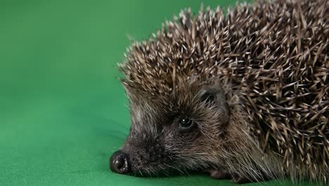 3d animation showing the anatomy of a hedgehog, highlighting its body structure, organs, and unique features