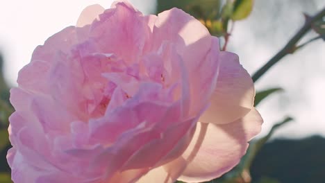 Toma-En-Cámara-Lenta-De-Una-Flor-Color-De-Rosa-Retroiluminada