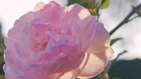 toma en cámara lenta de una flor color de rosa retroiluminada
