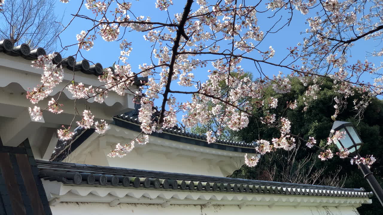 el techo de la entrada del palacio imperial en el parque chidorigafuchi con flores de cerezo