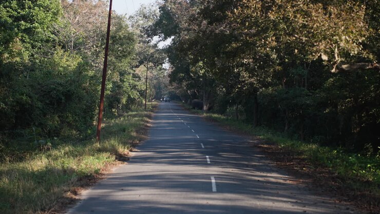 Mandria di elefanti al rallentatore su una strada serena nel Jim Corbett Park