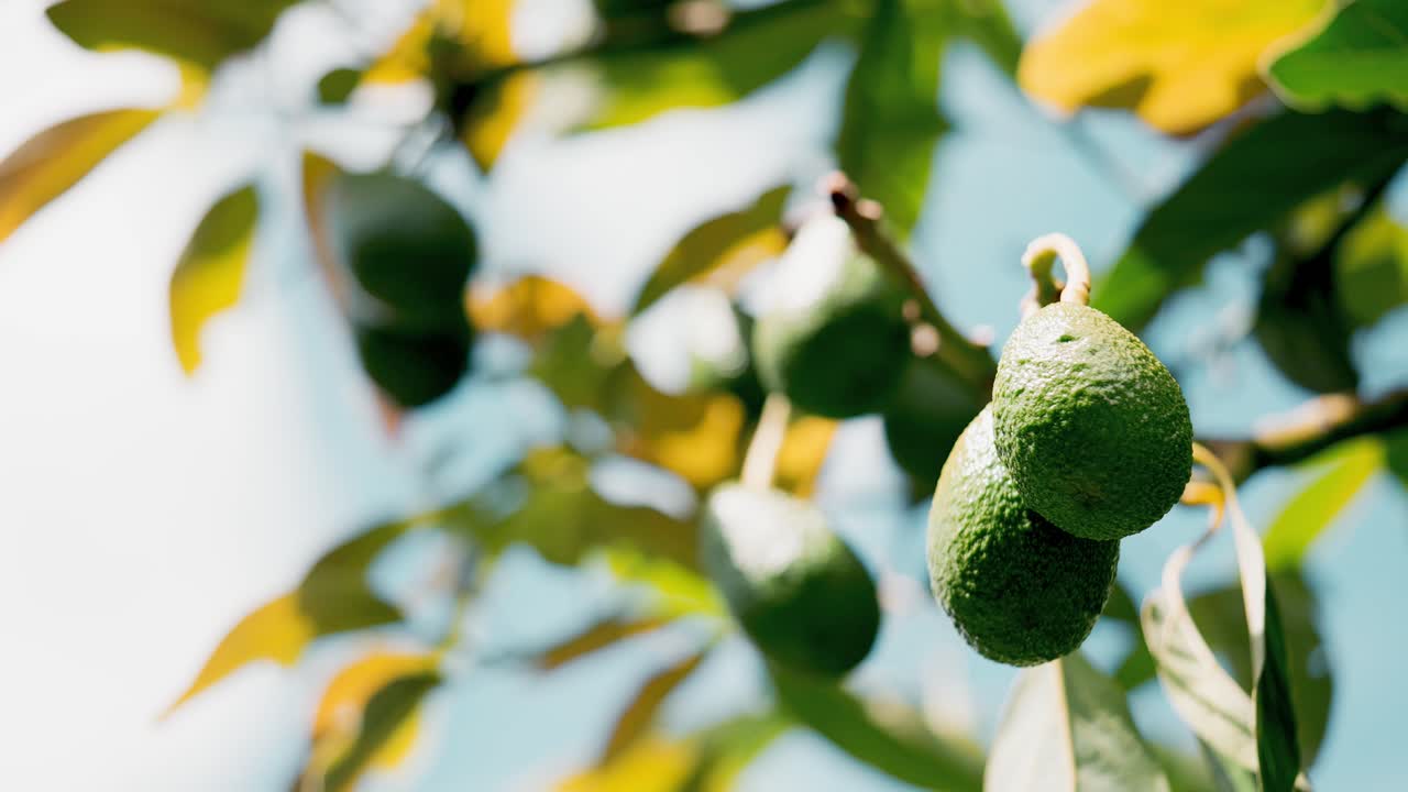 un montón de aguacates orgánicos colgando de un árbol tropical verde a la luz del sol