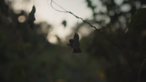 close-up shot of dry leaves lit by sunset light and bokeh during autumn