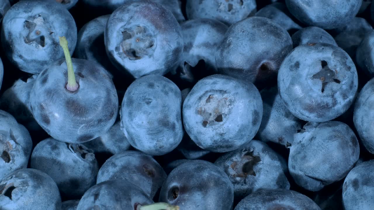 블루베리의 세부 사항: 블루베리 매크로 회전, 클로즈업, 카메라 뒤로 이동, 보그 빌베리, 보그블루베리, 북부 빌베리 또는 서부 블루버리 (vaccinium uliginosum)
