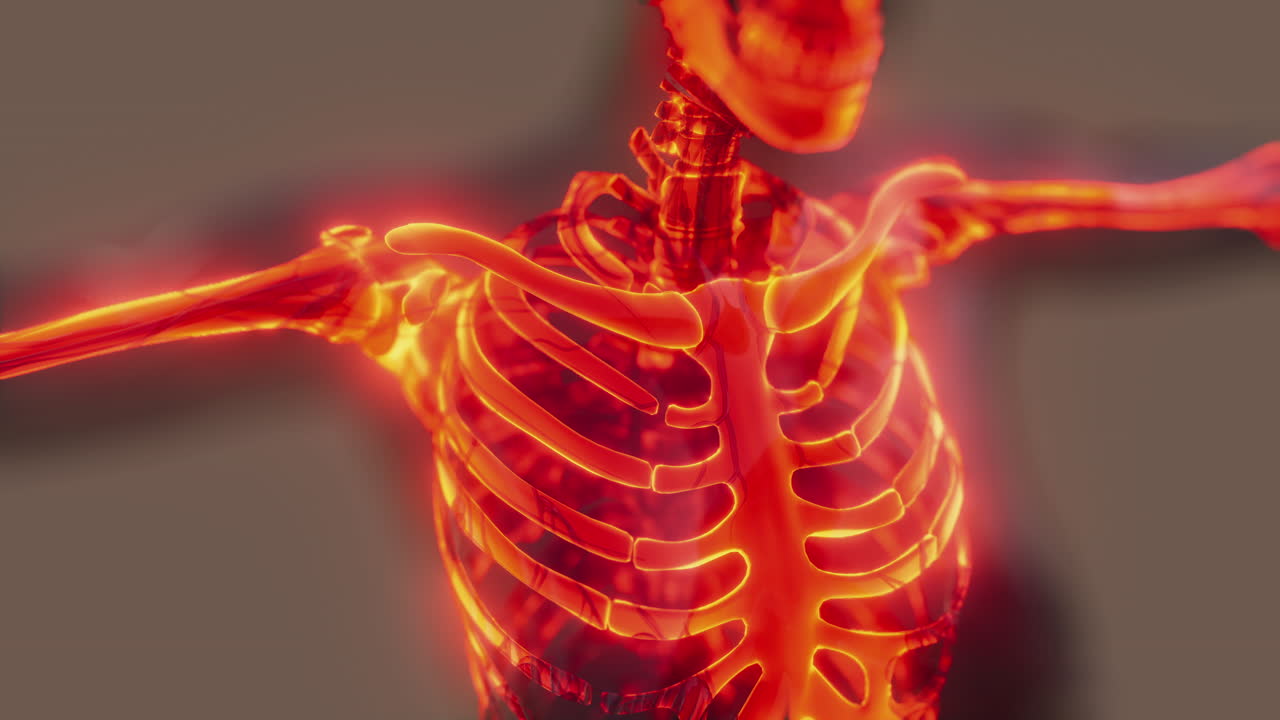 sistema esquelético humano en un cuerpo transparente